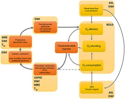 Innovative Perspective: Gadolinium-Free Magnetic Resonance Imaging in Long-Term Follow-Up after Kidney Transplantation